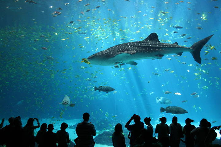 Sehenswürdigkeiten in der USA - Georgia whale shark at Georgia Aquarium