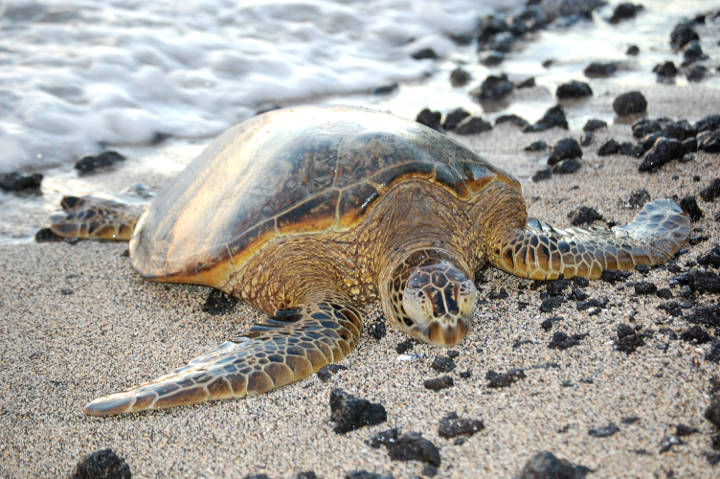 Sehenswürdigkeiten in der USA - Schildkröte in einer Bucht auf Hawaii.