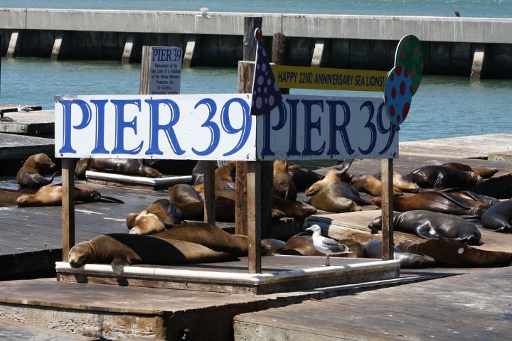 Sehenswürdigkeiten in der USA - Fisherman's Wharf in San Francisco im Bundesstaat Kalifornien.