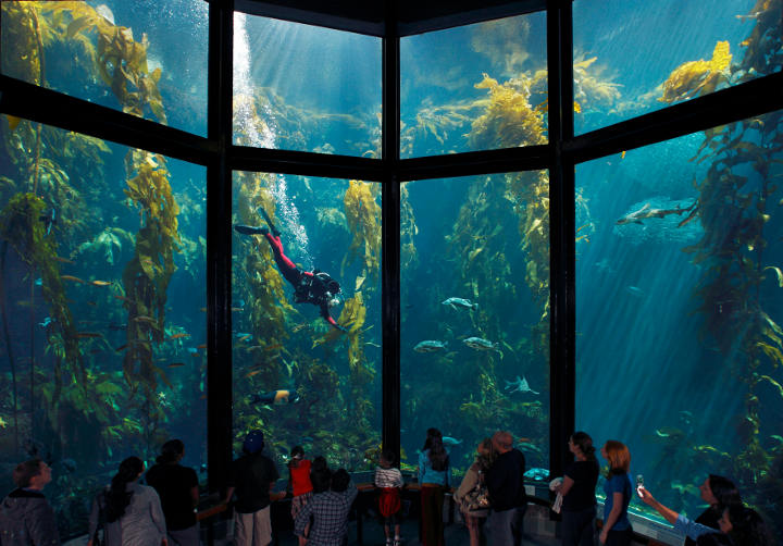 Sehenswürdigkeiten in der USA - Visitors watching a SCUBA diver in the Kelp Forest exhibit at the Monterey Bay Aquarium.