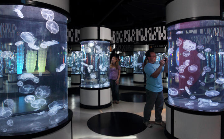 Sehenswürdigkeiten in der USA - Visitors watch moon jellies in The Jellies Experience exhibit at the Monterey Bay Aquarium.