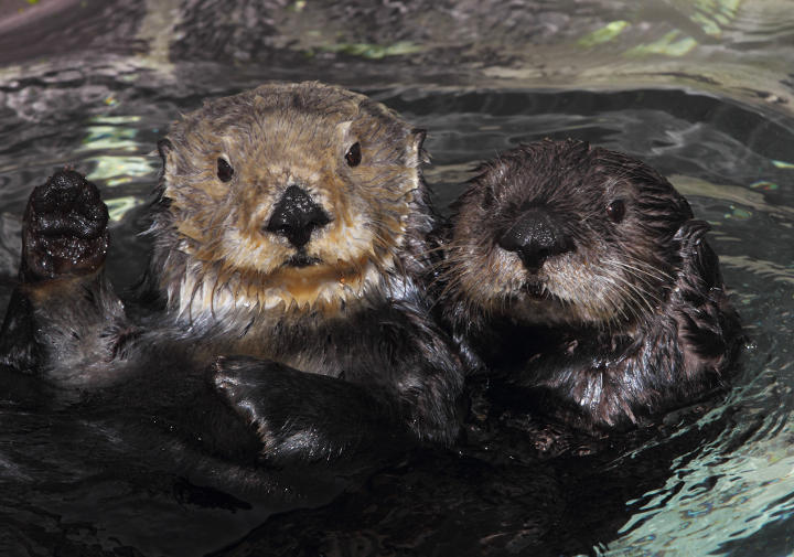 Sehenswürdigkeiten in der USA - Two Southern sea otters at the Monterey Bay Aquarium.