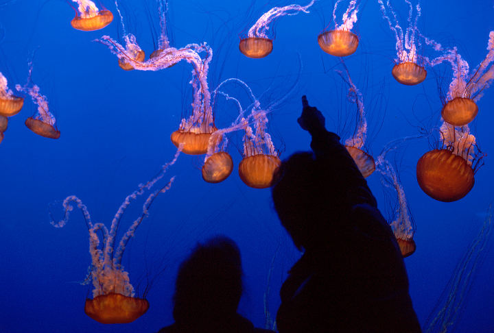 Sehenswürdigkeiten in der USA - Visitors watching sea nettles at Monterey Bay Aquarium.
