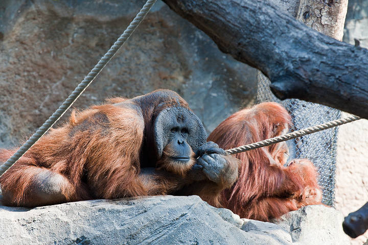 Sehenswürdigkeiten in der USA - Orang Utan im Zoo