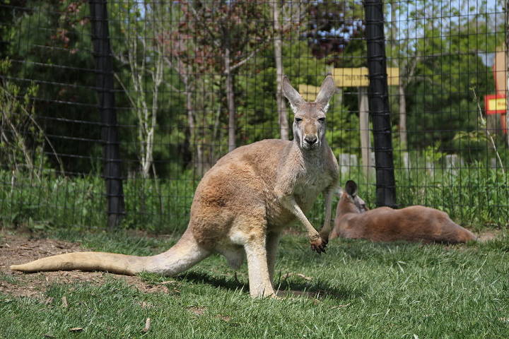 Sehenswürdigkeiten in der USA - Kangaroo at Columbus Zoo and Aquarium in Powell.