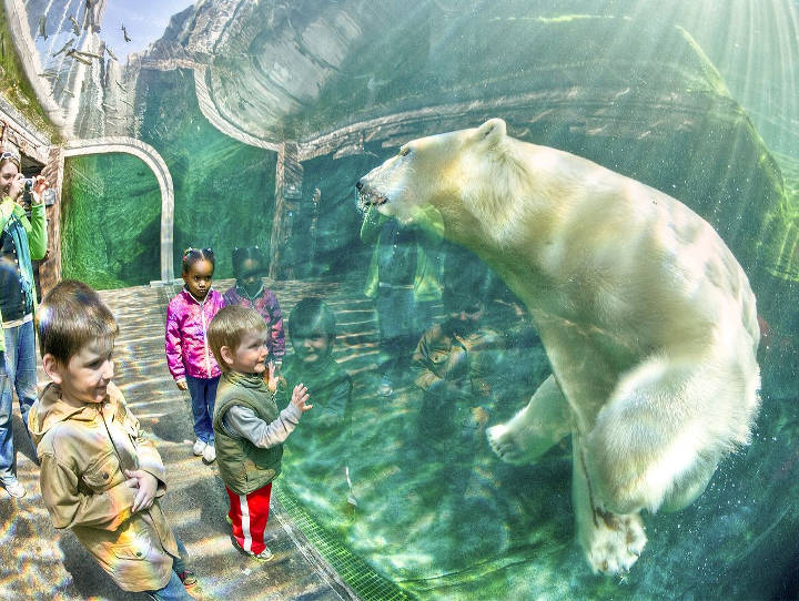 Sehenswürdigkeiten in der USA - Polar bear im Columbus Zoo in Ohio.