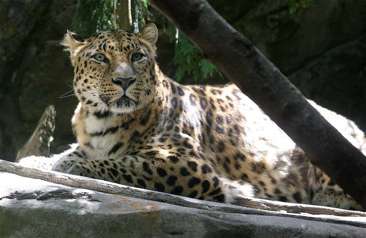 Sehenswürdigkeiten in der USA - Panthera pardus orientalis (Amur Leopard) at the Oregon Zoo.