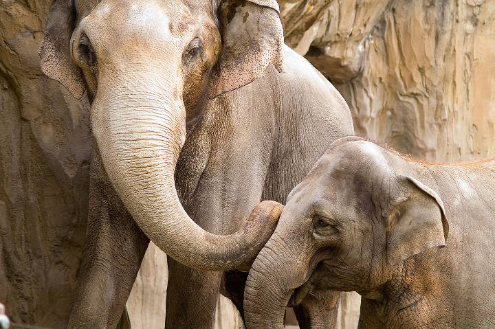 Sehenswürdigkeiten in der USA - Asian elephants in the Oregon Zoo in Portland, Oregon..