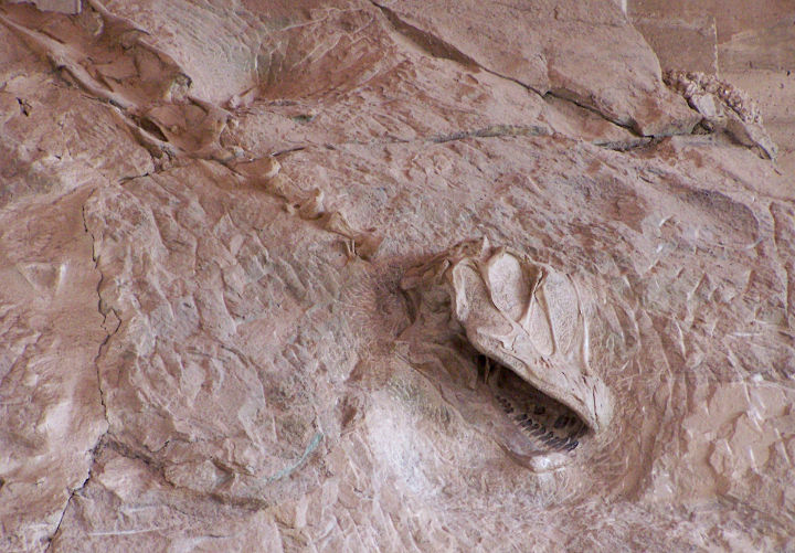 Sehenswürdigkeiten in der USA - Camarasaurus skull & vertebrae in quarry, Dinosaur National Monument, National Park Service.