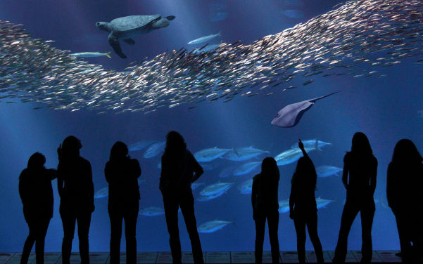 Monterey Bay Aquarium an der Cannery Row in Kalifornien - Sehenswürdigkeiten USA