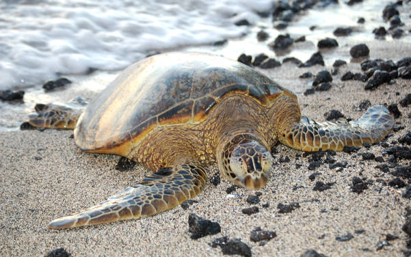 Maluaka Beach - Turtle Beach Hawaii - Sehenswürdigkeiten USA